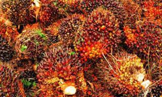 Meledak Lagi, Harga Sawit Riau Rp 4.244 per Kilogram