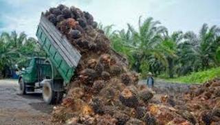 Harga Minyak Sawit Anjlok, AS Tuding Kebun Sawit Malaysia Terapkan Kerja Paksa