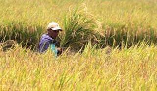 Luasan Panen Padi Riau Menyusut 11 Ribu Hektar, Panen Anjlok Hingga 26 Ribu Ton