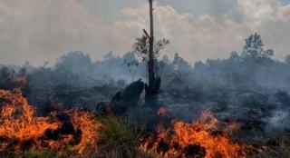 Petugas Kewalahan Padamkan Api Karhutla di Rohul, Lokasi Ekstrim Sumber Air Tak Ada