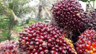 Harga Sawit Riau Dipatok Rp 3.805 per Kilogram, Cuma Berlaku Bagi yang Bermitra dengan PKS