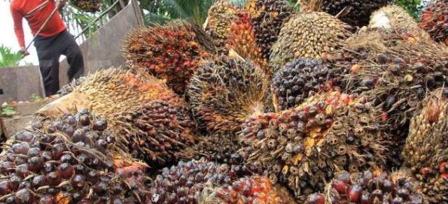 Petani Riau Berlomba Beli Mobil, Efek Harga Kelapa Sawit Naik Terus