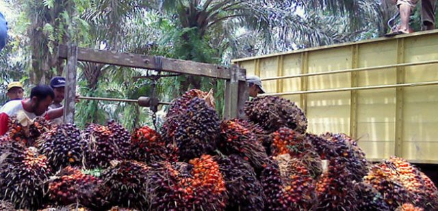 Harga Kelapa Sawit Riau Gagah Perkasa, Naik Rp 3.866 Per Kilogram