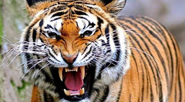 Warga Siak Menjerit-jerit Histeris Rumahnya Didatangi Harimau: Opung, Tolong Opung, Selamatkan Kami!