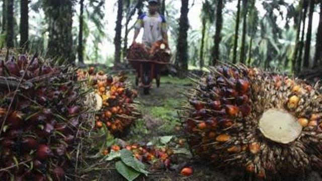 Inilah 7 Perusahaan Raksasa Kelapa Sawit di Indonesia, Paling Banyak Buka Kebun di Riau