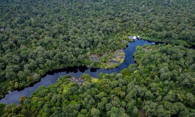 KLHK Sebut Proyek Karbon APRIL Grup Tak Sesuai Aturan, Jikalahari: Ternyata Hutan Riau Dijual!