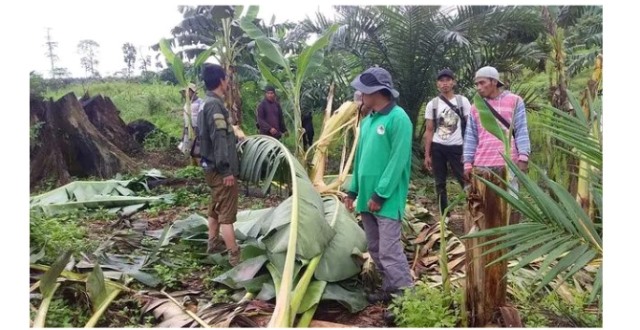 Bandelnya 2 Gajah Perusak Kebun Warga di Inhu, Tak Mau Dihalau Gabung dengan Kawanannya