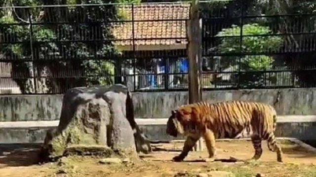 Mengerikan! Harimau Kebun Binatang Cabik-cabik Perawatnya Hingga Tewas