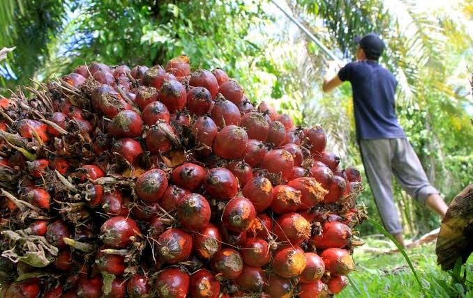 Turun Tipis, Tapi Harga Kelapa Sawit Riau Tetap 