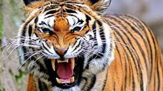 Habitat Dirusak Harimau Mengaum di Rokan Hulu, Warga Ketakutan