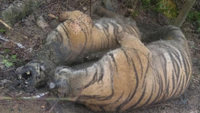 Si Belang Terus Berguguran, 3 Ekor Harimau Sumatera Tewas di Lokasi Berdekatan