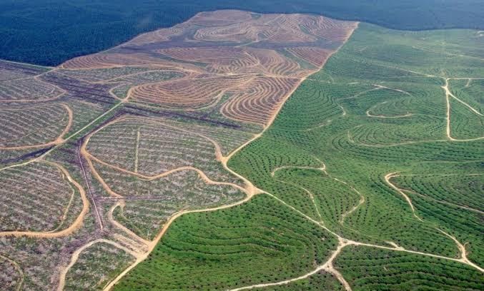 Jikalahari: Kejagung Harus Usut Dugaan Pembelian Kelapa Sawit Ilegal Wilmar Grup dan Musim Mas dari Kawasan Hutan di Riau!