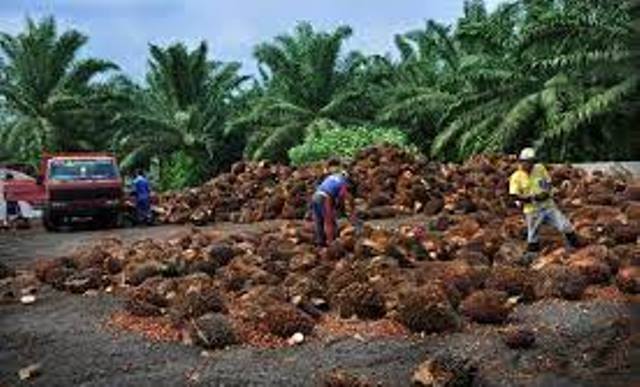 Disbun Riau Klaim Harga Sawit Rp 3.919 per Kilogram, Kenyataan Lapangan Tak Begitu