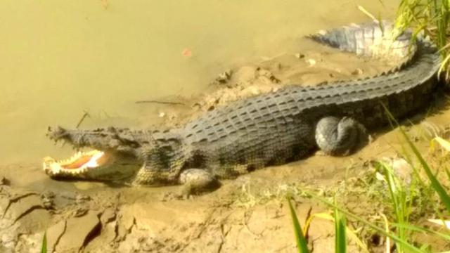 Remaja di Kepri di Seret Buaya ke Sungai, Mengerikan Kondisi Tubuhnya Tinggal Kaki dan Bagian Perut