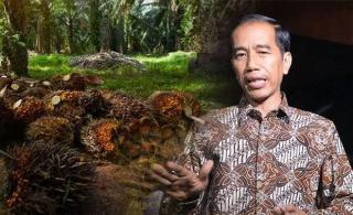 Jokowi Terancam Dikudeta Oligarki Kelapa Sawit Gara-gara Stop Ekspor Minyak Sawit