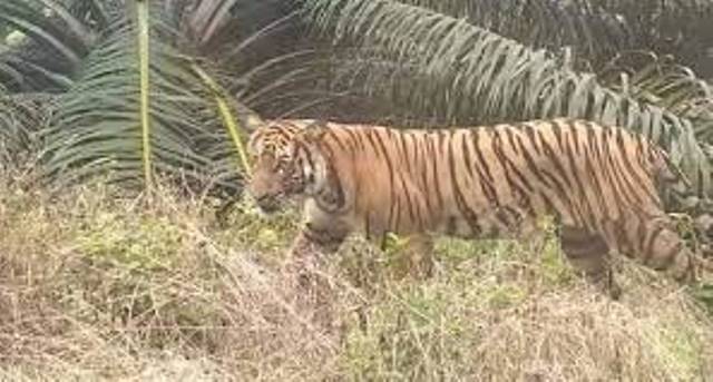 Teror Harimau ke Pekerja Kebun Sawit di Bengkalis