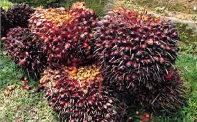 Harga Kelapa Sawit Riau Ambruk Rp 972 per Kilogram, Padahal Duit Habis Usai Lebaran