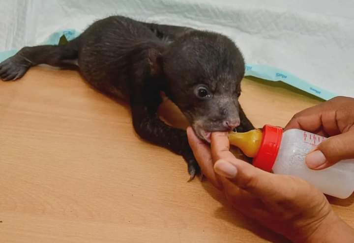 Bayi Beruang Ditinggal Induk di Konsesi PT Ruas Utama Jaya, Diserahkan ke BKSDA Riau