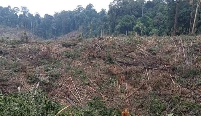 Wow! Menteri LHK Terjunkan 439 Personil Mendata Kebun Sawit Ilegal di Kawasan Hutan Riau, Tapi Pemda Tak Dilibatkan