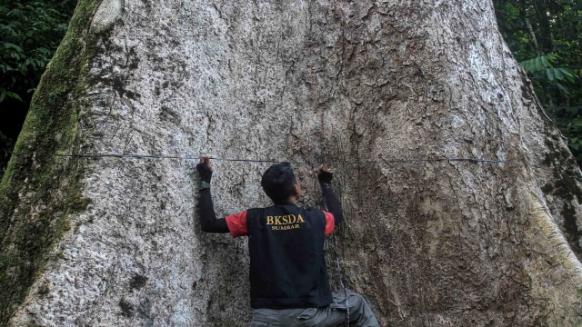 Pohon Terbesar di Dunia Ternyata Ada di Sumbar, Umurnya 562 Tahun