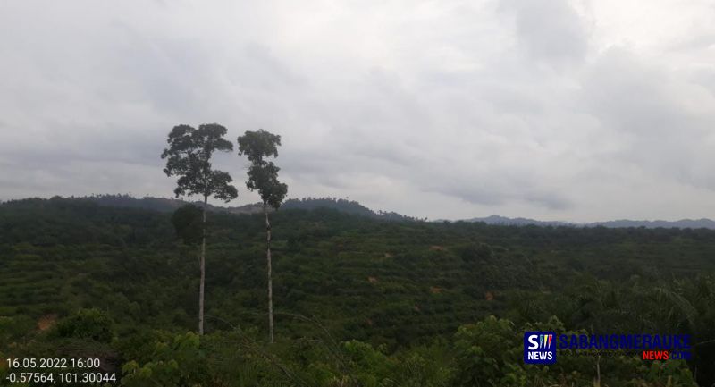 Perambahan Hutan Hulu Kuantan Berlanjut, Warga Sebut 2 Alat Berat Sedang Beroperasi