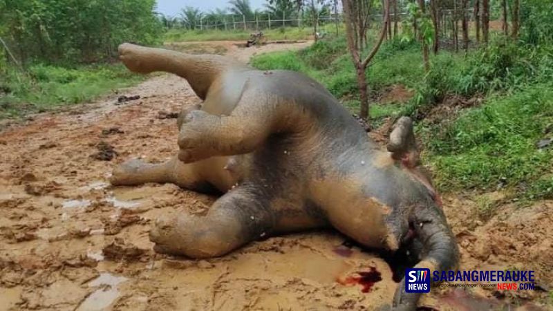 Gajah Hamil Tua Tewas Berlumuran Darah di Konsesi PT Riau Abadi Lestari Bengkalis, Beberapa Hari Lagi akan Melahirkan