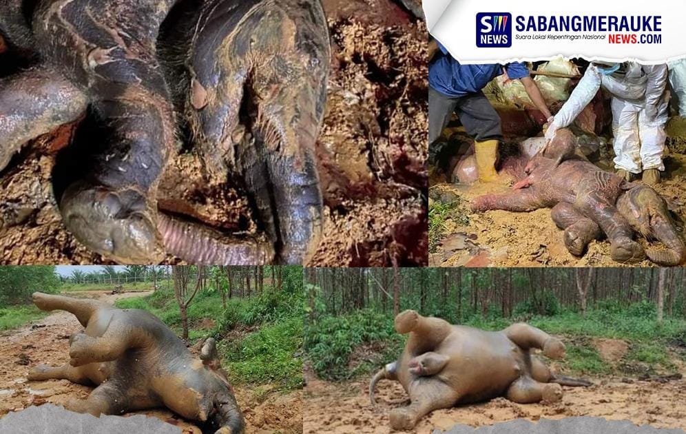 Episode Panjang Matinya Gajah Sumatera di Riau: Menggugat Tanggung Jawab Negara dan Korporasi