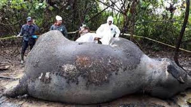 Induk Gajah Hamil Tua Tewas Diracun di Bengkalis, Gerombolan Gajah Mengamuk Obrak-abrik Pondok Petani