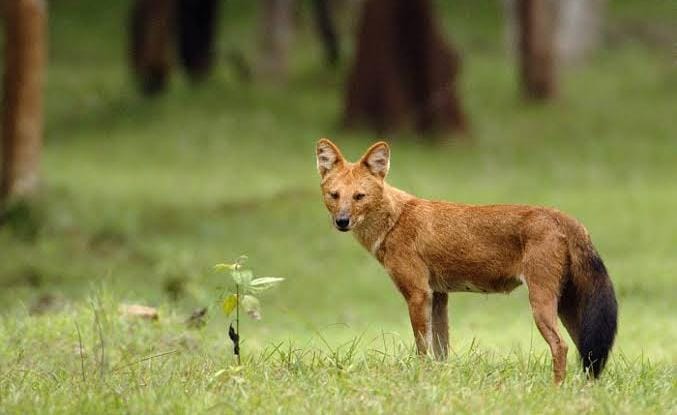 Langka! Anjing Ajag Mirip Serigala Terekam Kamera di Hutan Riau, Tersisa 2 Ribu Ekor Lagi di Dunia 