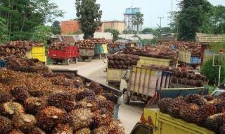 Jangan Cuma Gertak dan Gimmick, Pemda di Riau Harusnya Cabut Izin PKS yang Mainkan Harga Kelapa Sawit Rakyat