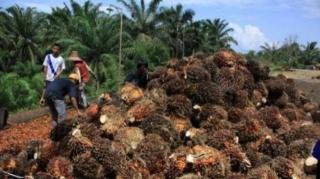 Petani Berdarah-darah Dampak Larangan Ekspor CPO: Pupuk dan Herbisida Mahal