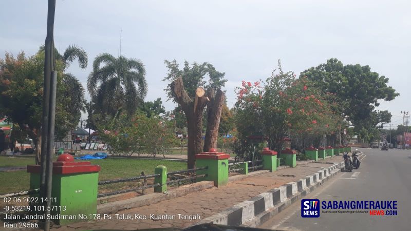 Khawatir Tumbang Dihantam Angin Kencang, DLH Tebang Pohon-pohon Besar di Pusat Kota Teluk Kuantan