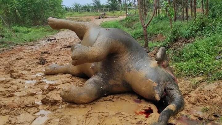 Gajah Mati dan Konflik Harimau vs Manusia Berkecamuk, Jikalahari: Evaluasi dan Cabut Izin APP Grup, BBKSDA Riau Gagal!