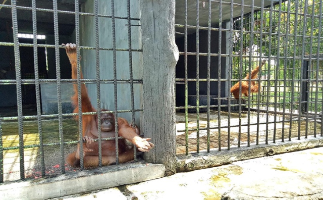 Orangutan Kasang Kulim Marah Diganggu, Tarik Baju Pengunjung Lewati Pagar Pembatas