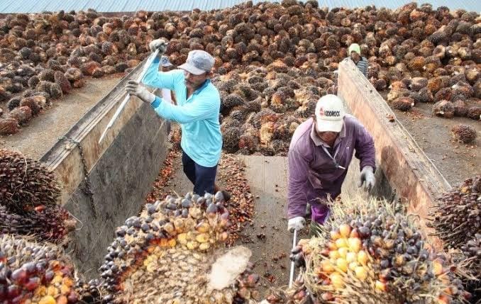 Harga Sawit Petani Riau Turun Lagi, Pencabutan Larangan Ekspor Minyak Sawit Tak Ngefek