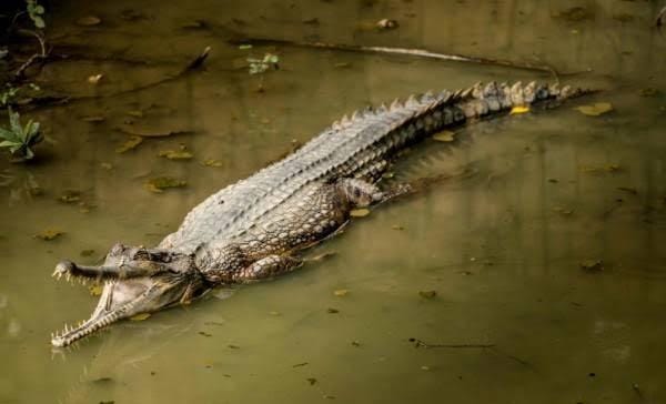 Buaya Sinyulong Dekati Pemukiman Warga, BBKSDA Riau: Jangan Buang Sisa Bangkai Ayam ke Sungai Sikuyam!