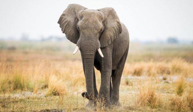 Gajah Datangi Acara Kremasi Orang yang Dibunuhnya, Lalu Injak-injak Mayat Korban