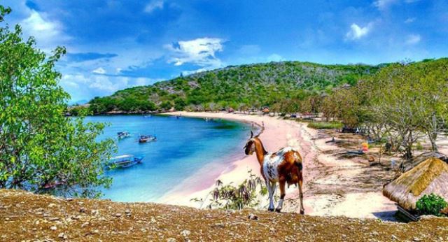 Cuma Ada 8 Di Dunia, Indonesia Miliki 2 Pantai Pink Terindah di Bumi