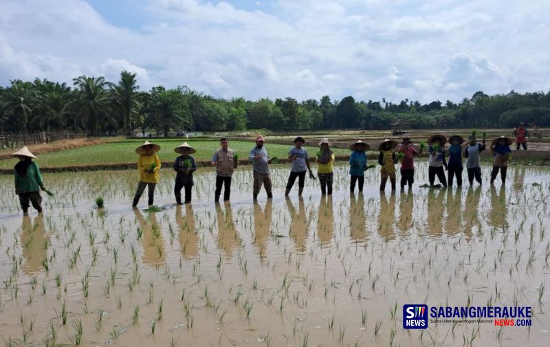 Desa Tanjung Simandolak Kembangkan Benih Padi dan Bibit Ubi Seroja Unggul