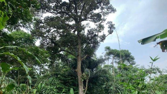 Pohon Berumur Ratusan Tahun, Ini Penampakan Durian Pusaka Desa Sendera Bengkalis