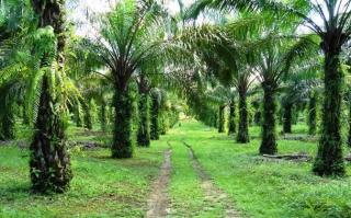 Heboh Anggota DPRD Kuansing Punya Kebun Sawit di Kawasan Hutan, Ini Pengakuan Solehudin Gerindra