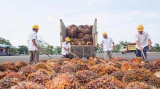 Ternyata Inilah Penyebab Harga Sawit Petani masih Murah