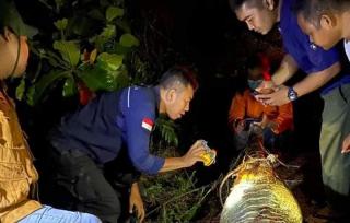 Buaya Pemakan Buruh Sawit di Pelalawan Tewas Dibunuh, Matanya Ditusuk Sudah Membusuk