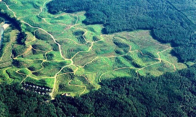 Puluhan Tahun Perusahaan Sawit di Riau Beroperasi Ilegal Garap Kawasan Hutan: Ke Mana Selama Ini Aparat dan Pejabat Kita?