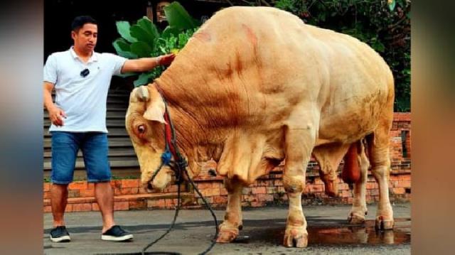 Wisanggeni, Sapi Kurban Terberat Tahun Ini: Dibeli Artis Bobotnya Lebih 1,3 Ton