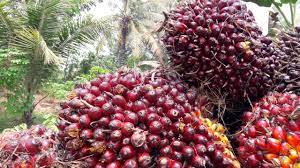 Harga TBS Kelapa Sawit di Bawah Rp 1.000, Luka dan Kesedihan Petani Semakin Dalam