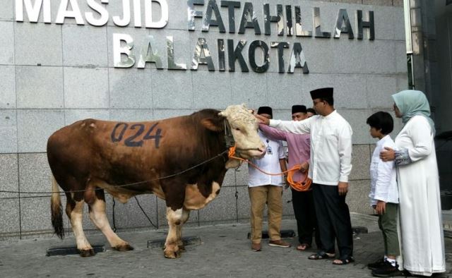 Sapi Kurban Anies Baswedan Nomor 024, Kode untuk Pilpres?