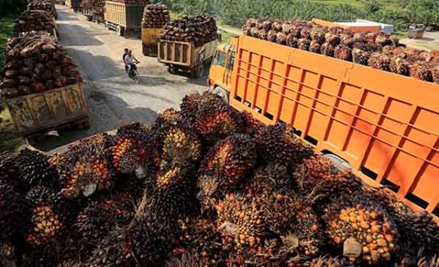 Tangki Penampungan CPO Penuh, Pengusaha Undur Jadwal Panen Buah Sawit