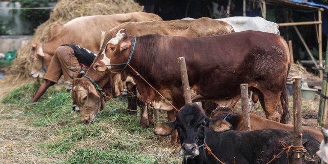 5 Musalah Gagal Berkurban, Sapi Sudah Dipesan Tapi Tak Kunjung Datang