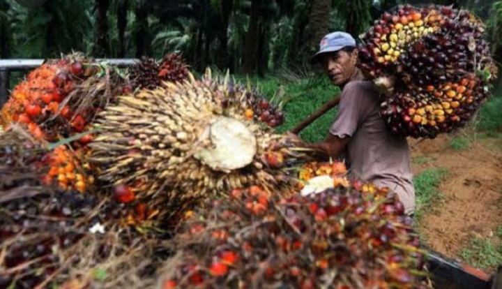 Petani Sawit Riau Minta Keringanan Pajak Kendaraan, Sekdaprov: Belum Pernah Dibahas!